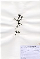 藏品(交織松藻)的圖片